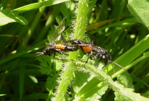 Réf. 275 981 : Macrophya annulata